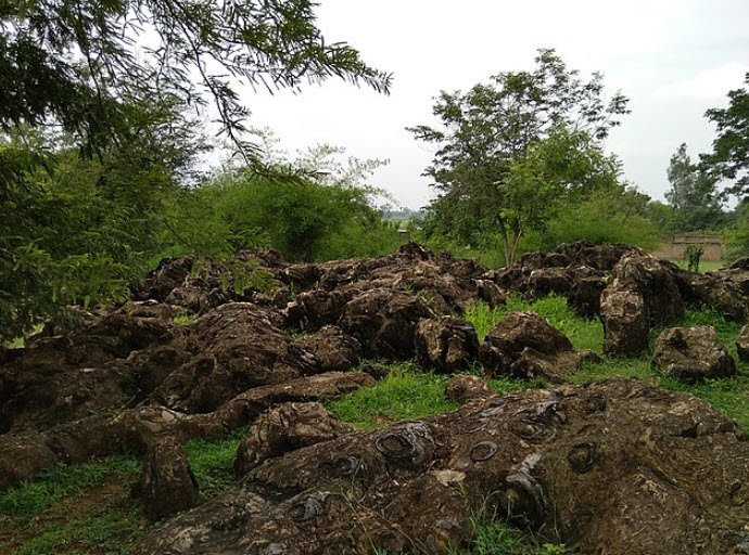 Salkhan Fossils Park
